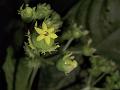 Malay Mycetia
